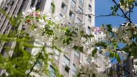 Shot of the P&S building through a blossoming tree